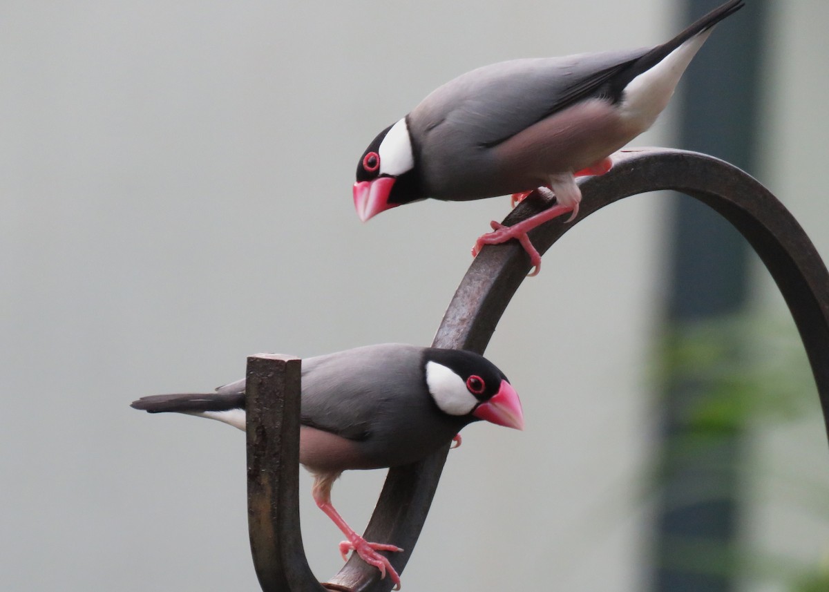 Java Sparrow - ML623526999