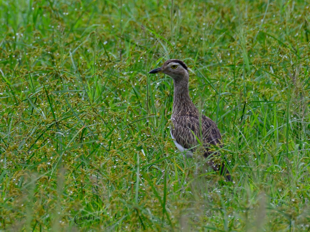 Double-striped Thick-knee - ML623527021