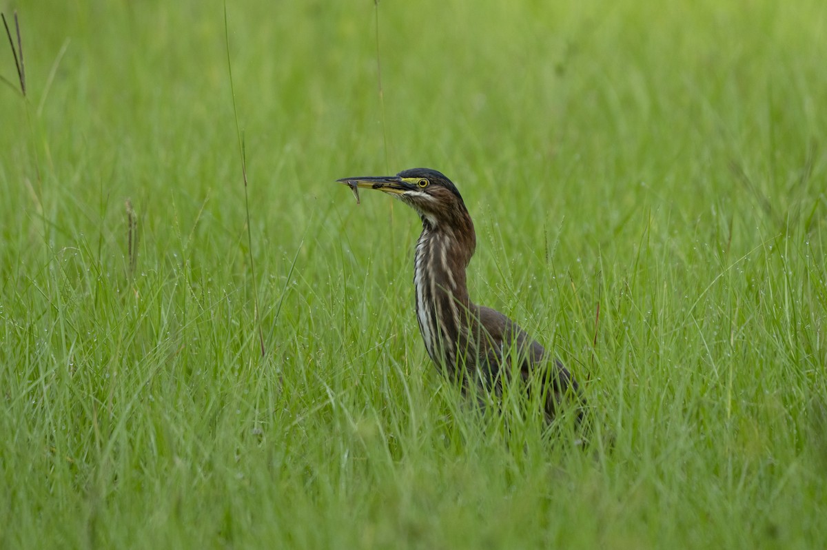 Green Heron - ML623527027