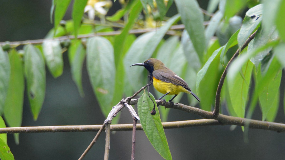 Ornate Sunbird - Álvaro García Martín