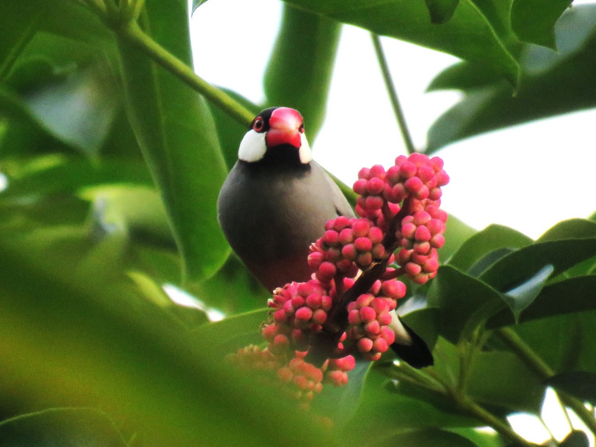 Java Sparrow - ML623527039