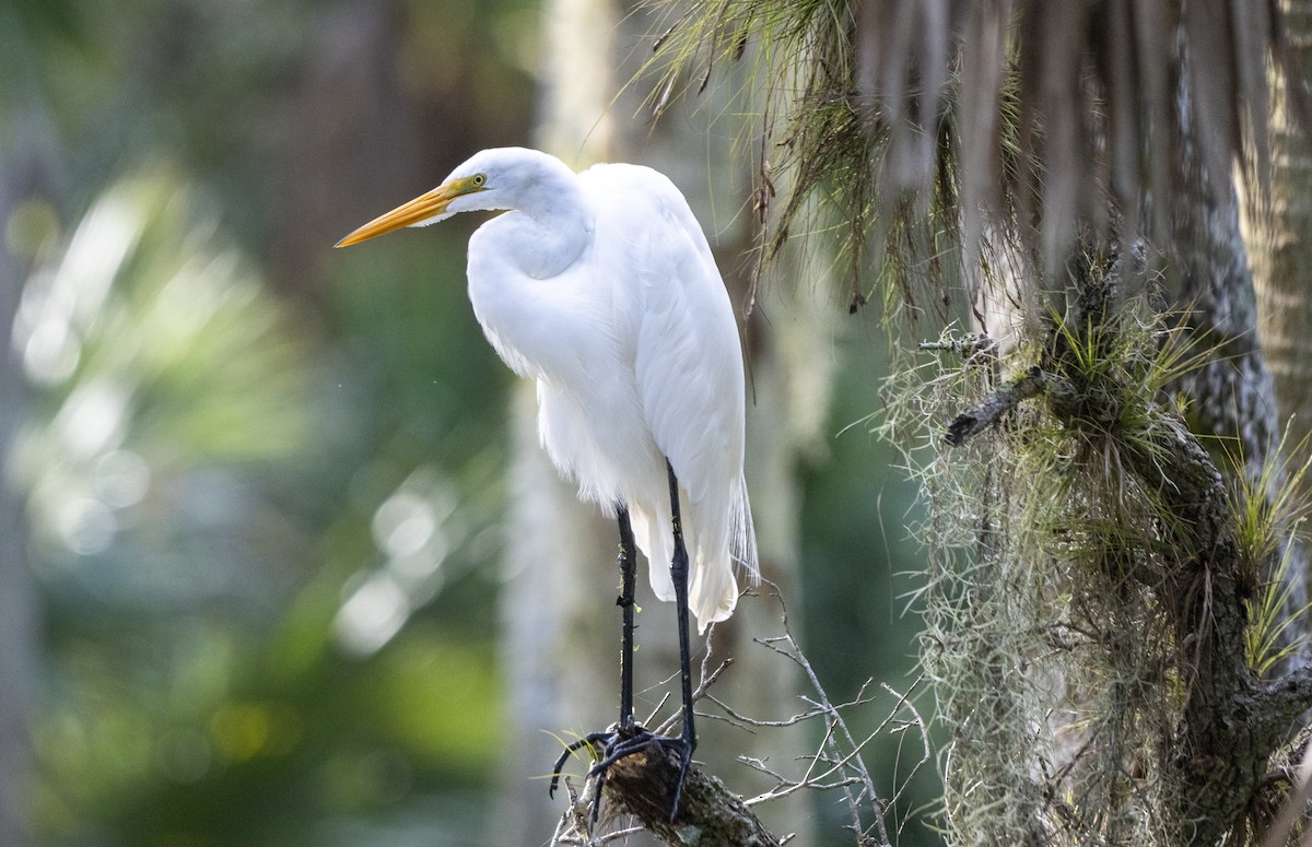 Great Egret - ML623527049