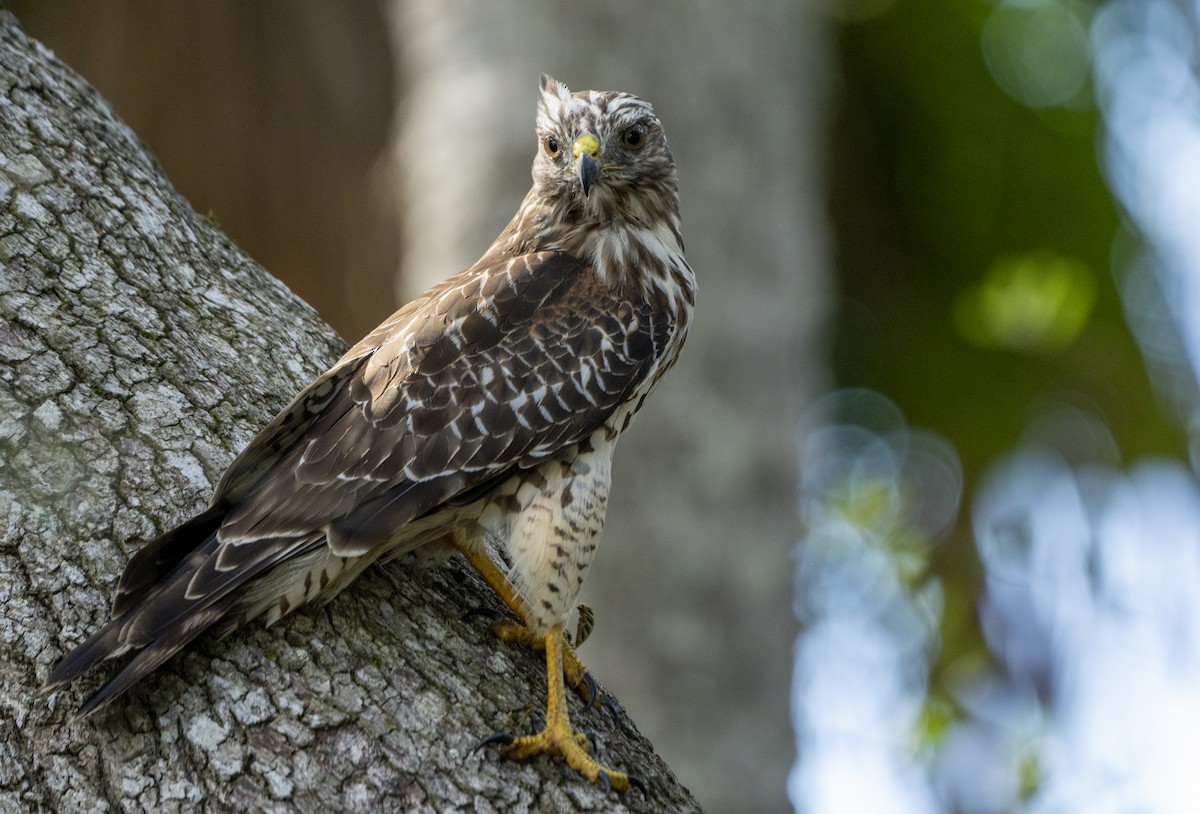 Red-shouldered Hawk - ML623527074