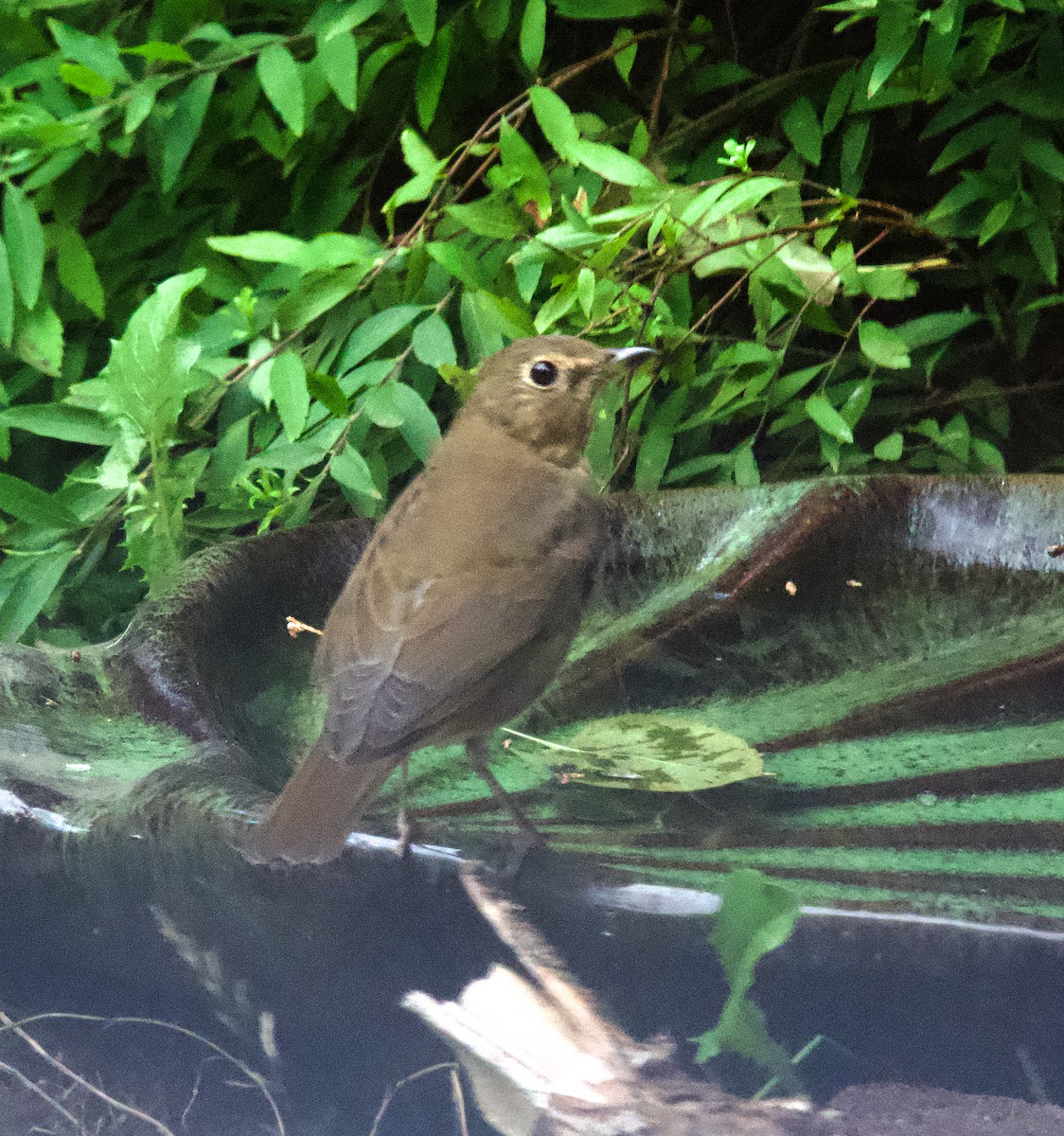 Swainson's Thrush - ML623527086