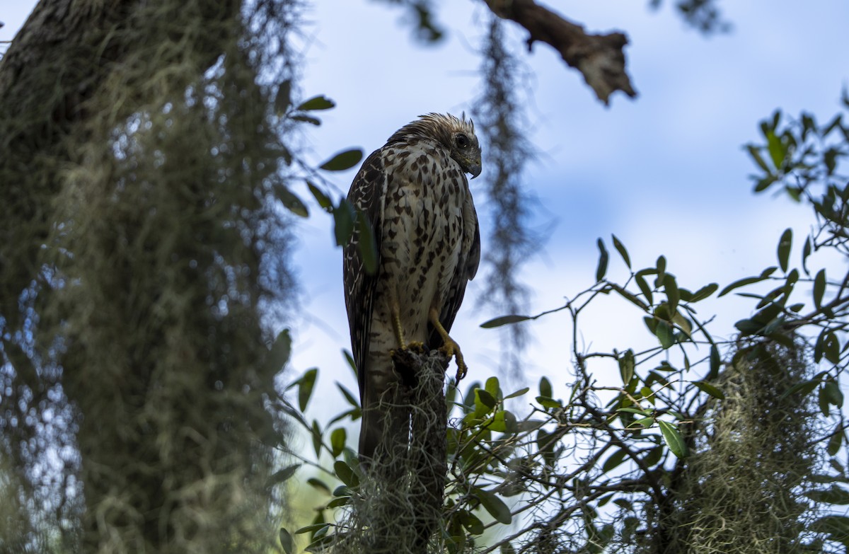 Red-shouldered Hawk - Joni Reeder