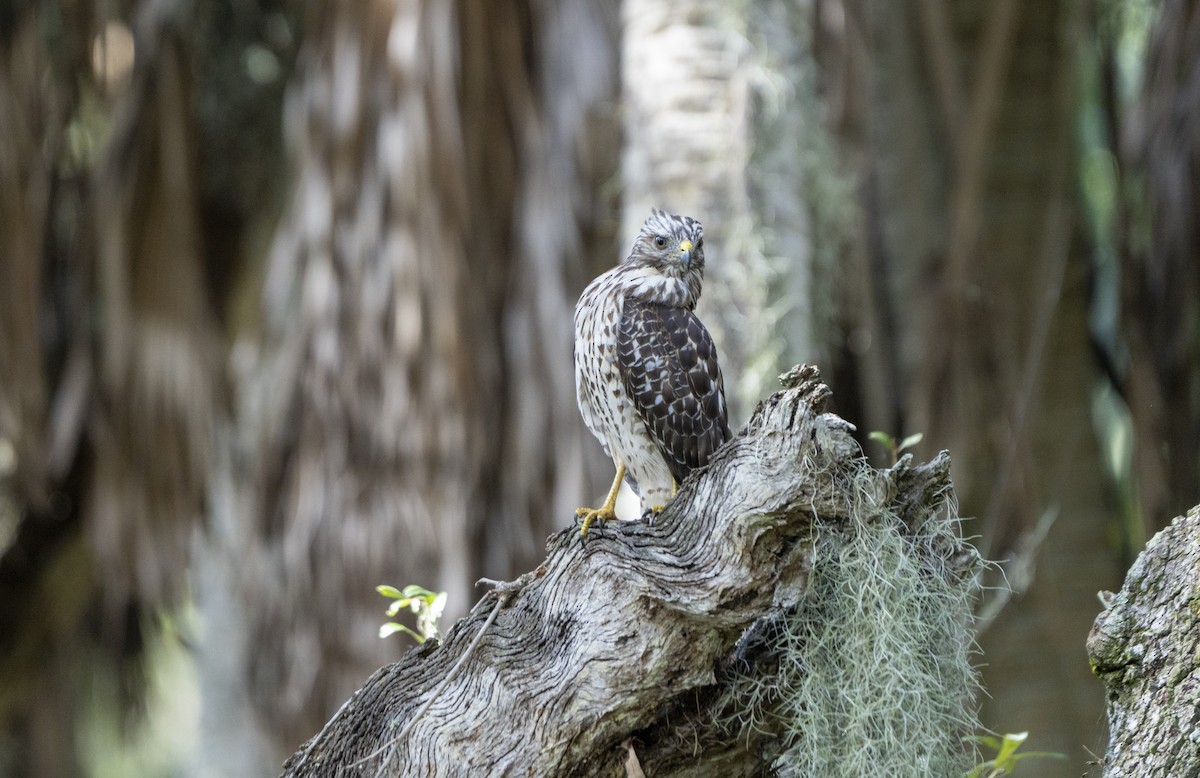 Red-shouldered Hawk - ML623527091