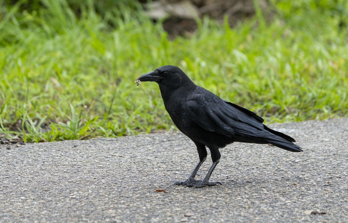 American Crow - ML623527106