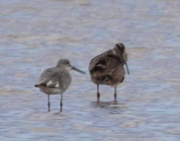 Whimbrel (Hudsonian) - ML623527124