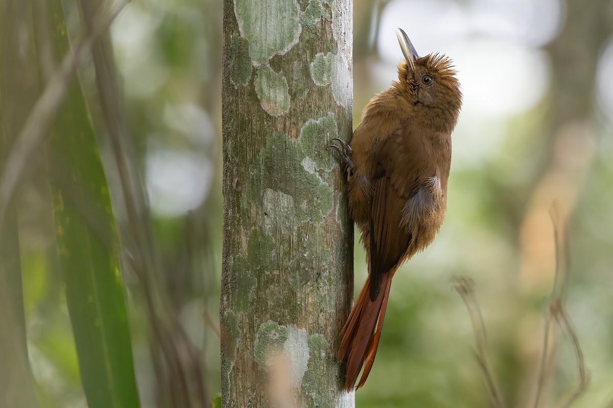 Plain-winged Woodcreeper (Plain-winged) - ML623527126