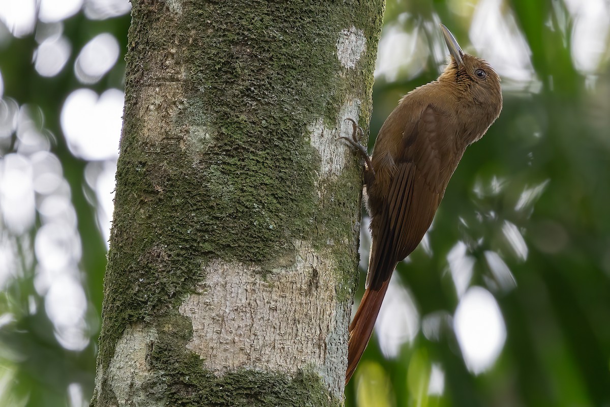 Plain-winged Woodcreeper (Plain-winged) - ML623527127