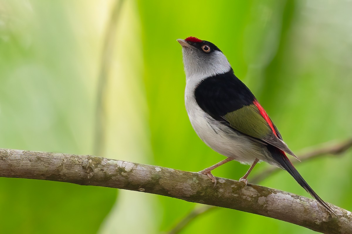 Pin-tailed Manakin - Sergio Porto