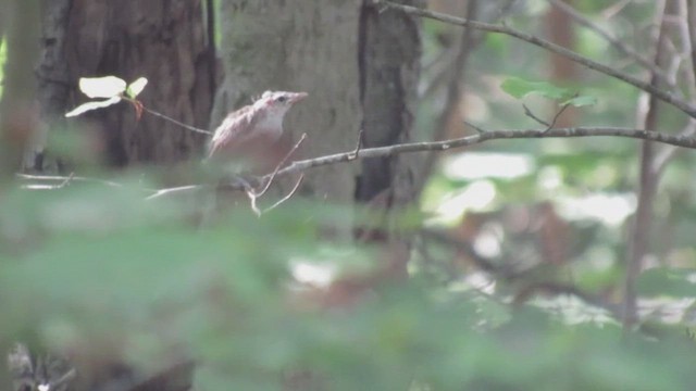 Vireo occhirossi - ML623527137