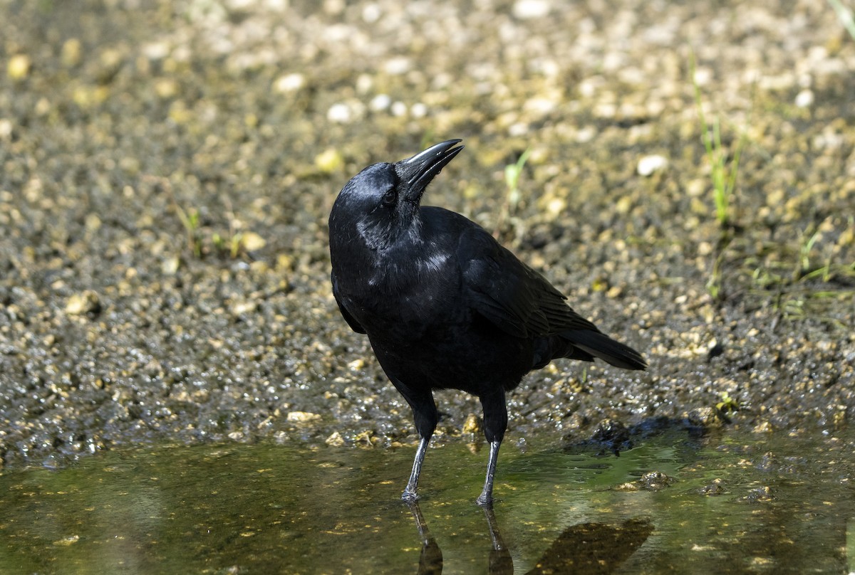 American Crow - ML623527138