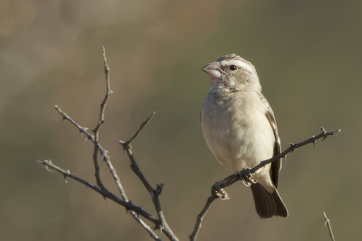 White-throated Canary - ML623527157