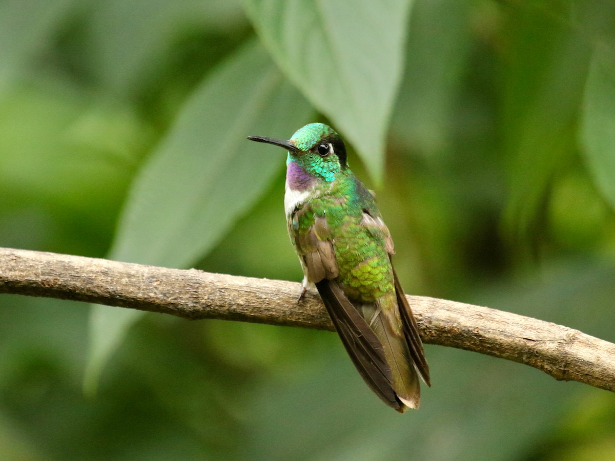 Purple-throated Mountain-gem - ML623527159