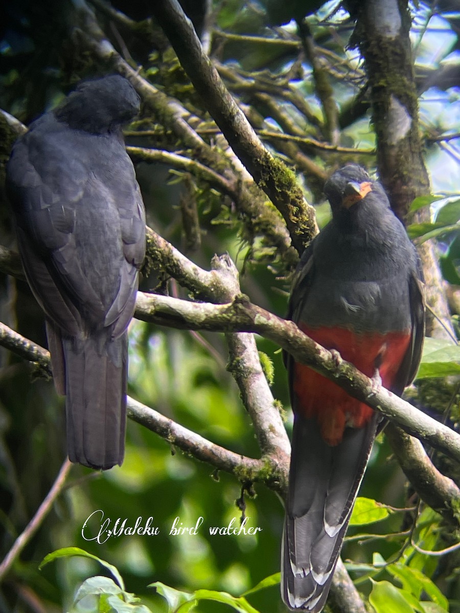 Slaty-tailed Trogon - ML623527209