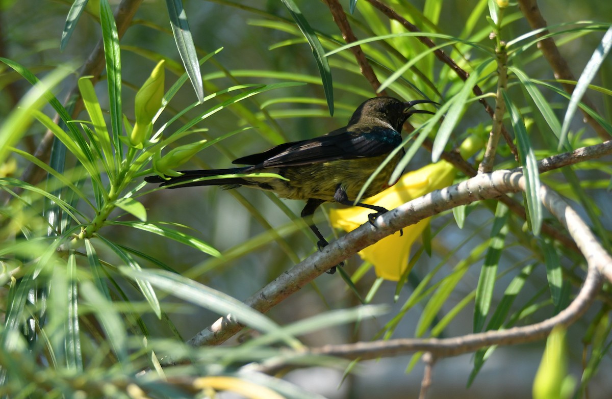 Congo Sunbird - ML623527232