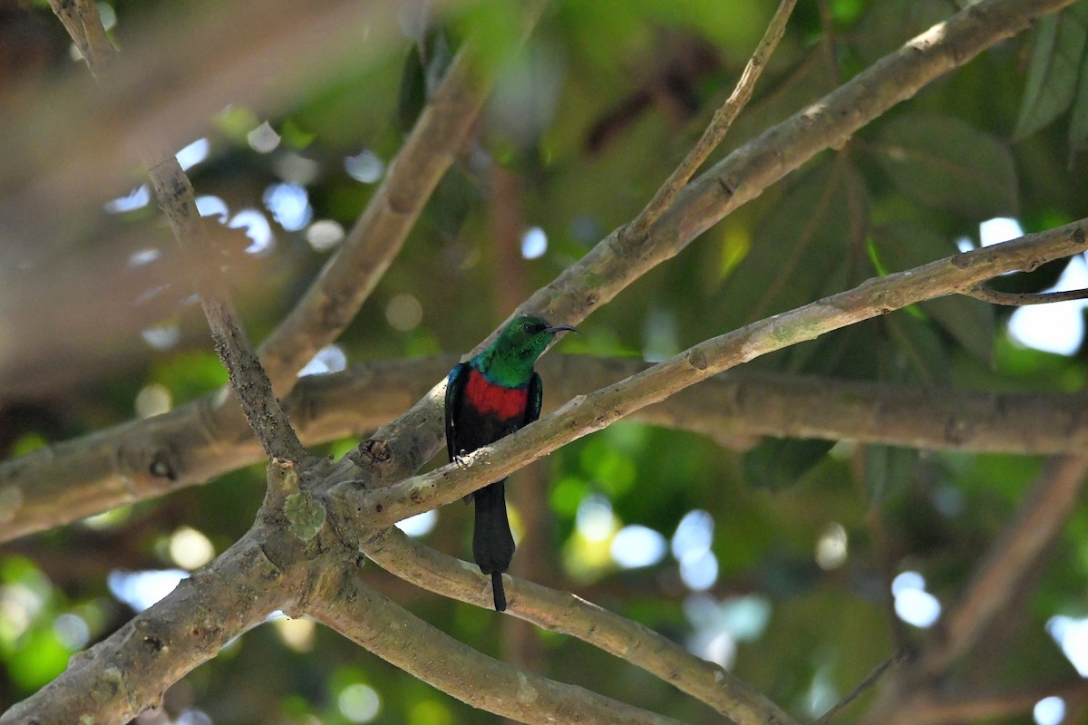 Congo Sunbird - ML623527233