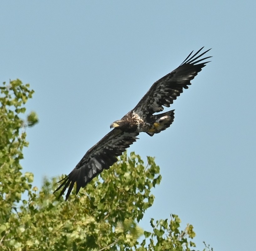 Bald Eagle - ML623527268