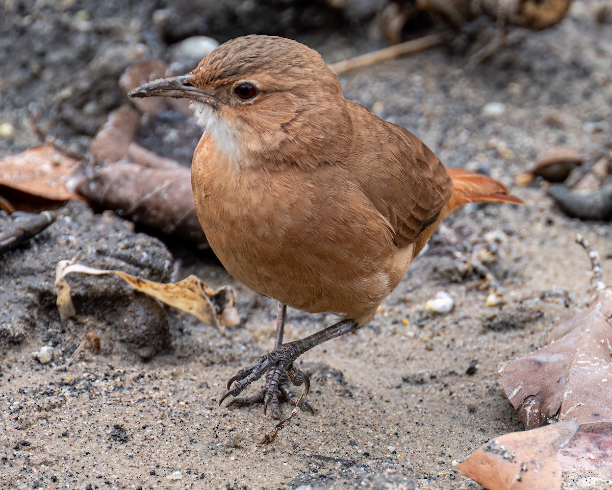 Rufous Hornero - ML623527283