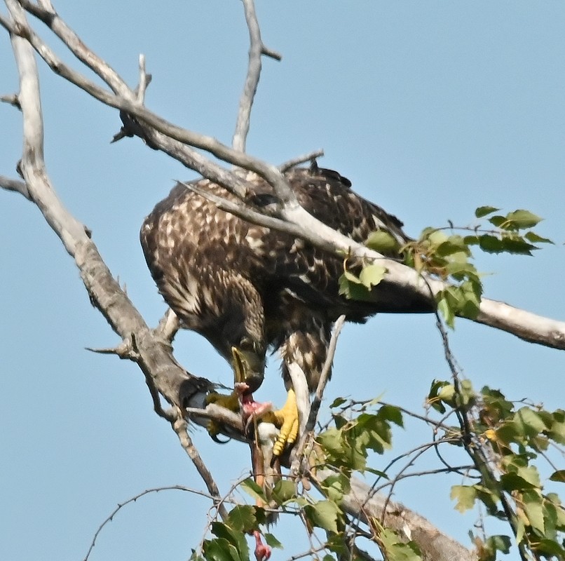 Bald Eagle - ML623527285