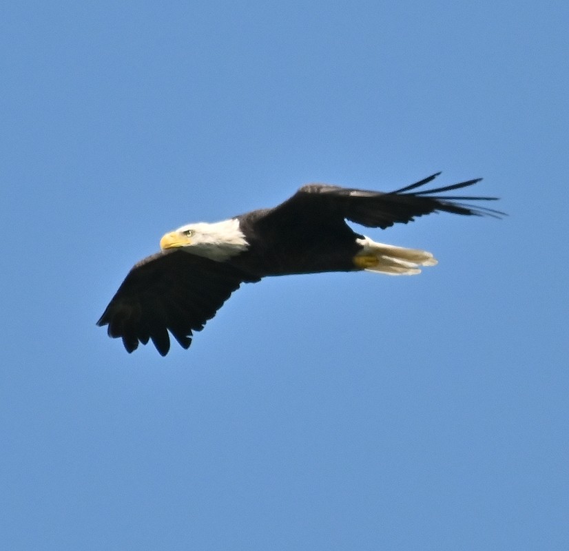 Bald Eagle - ML623527292