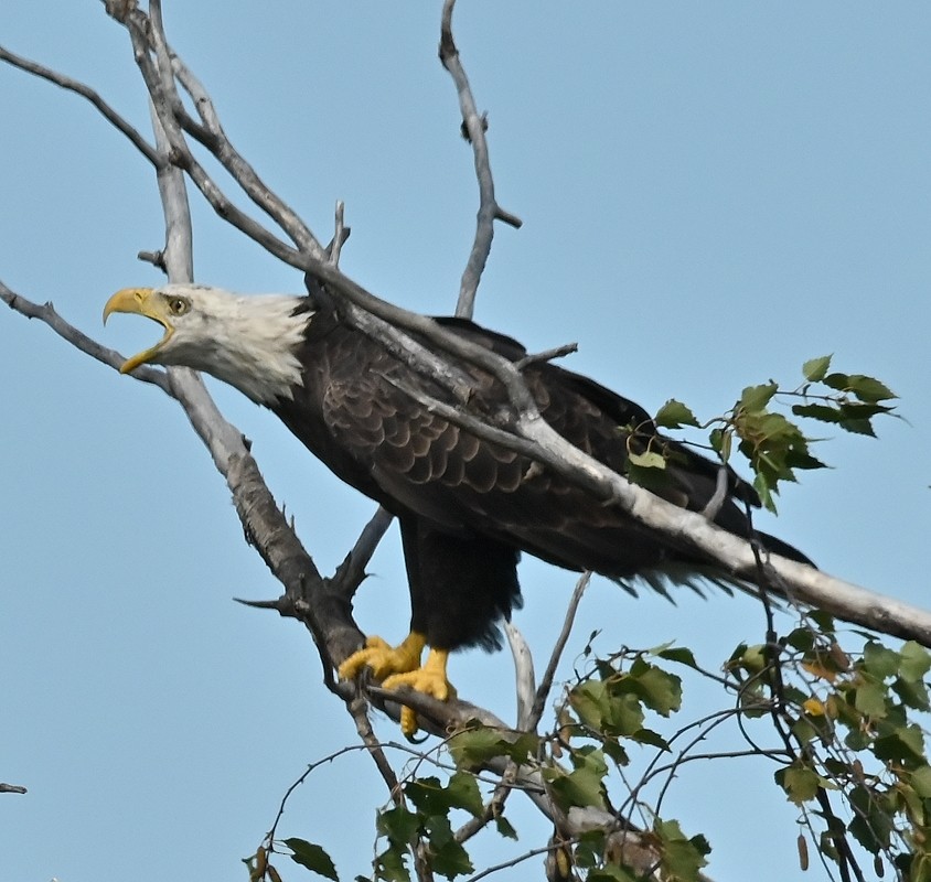 Bald Eagle - ML623527300