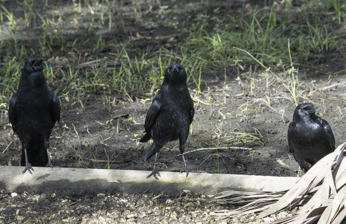 American Crow - ML623527305