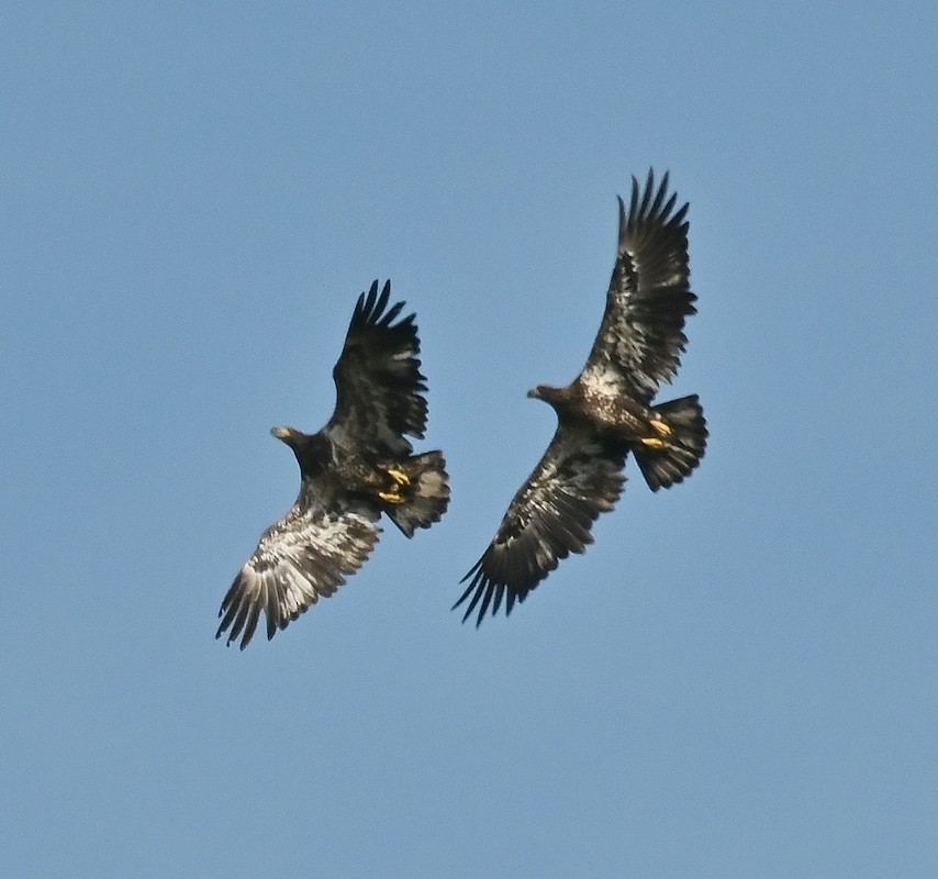 Bald Eagle - ML623527309