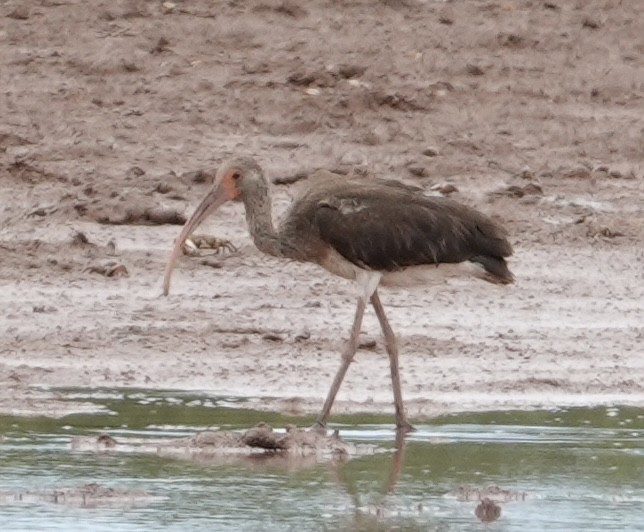 White Ibis - ML623527310