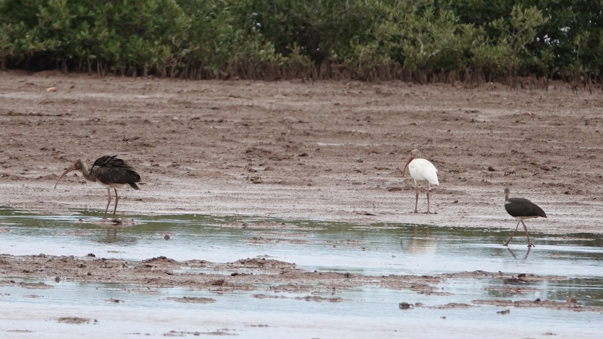 White Ibis - ML623527311