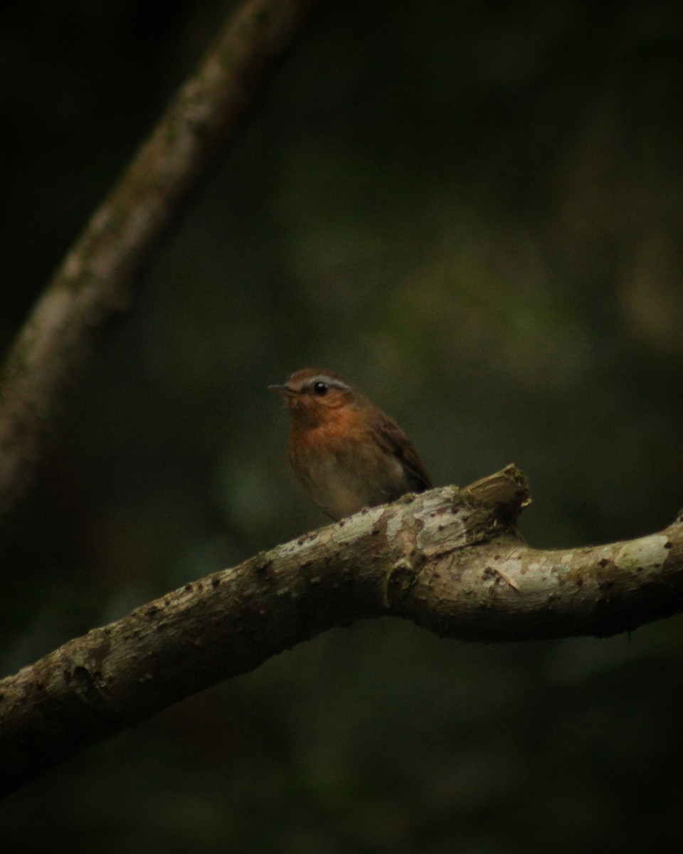 Rufous Gnateater - Guillermo Andreo