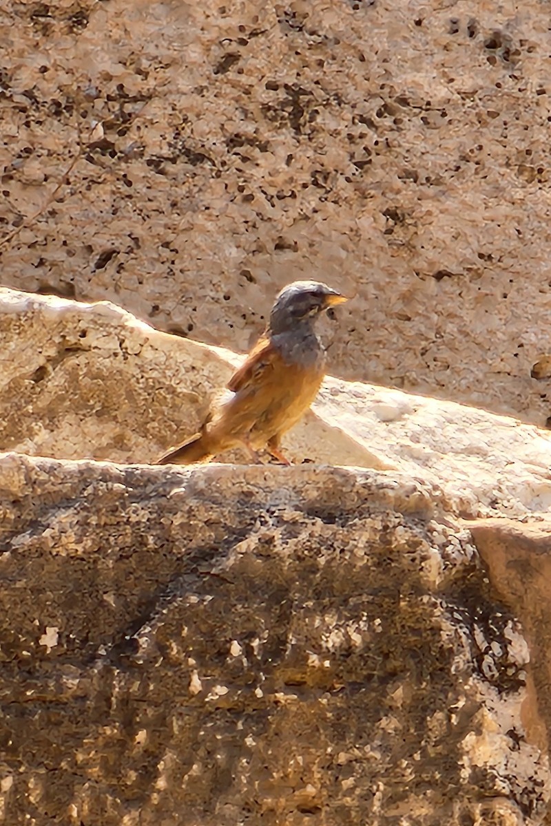 House Bunting - ML623527355