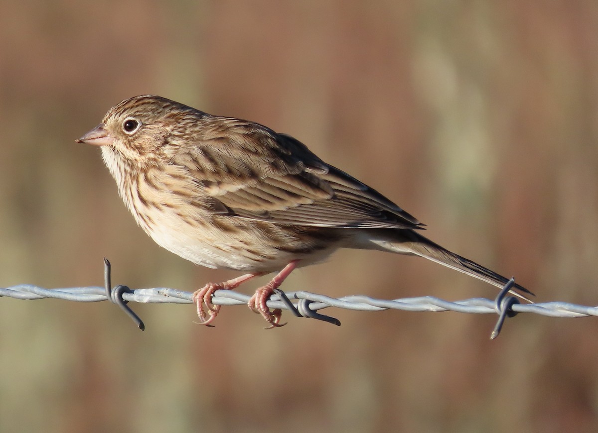 Vesper Sparrow - ML623527411