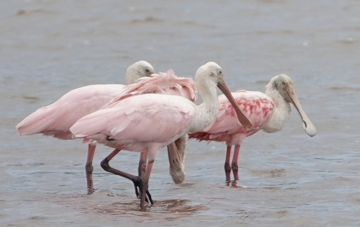 Roseate Spoonbill - ML623527422