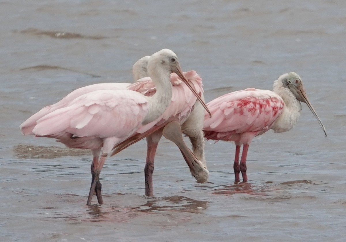 Roseate Spoonbill - ML623527423