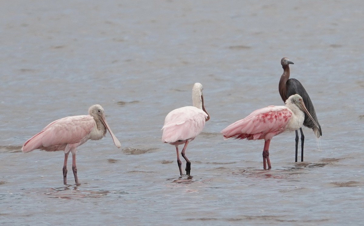 Roseate Spoonbill - ML623527424