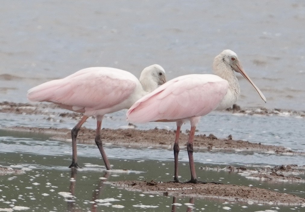 Roseate Spoonbill - ML623527425