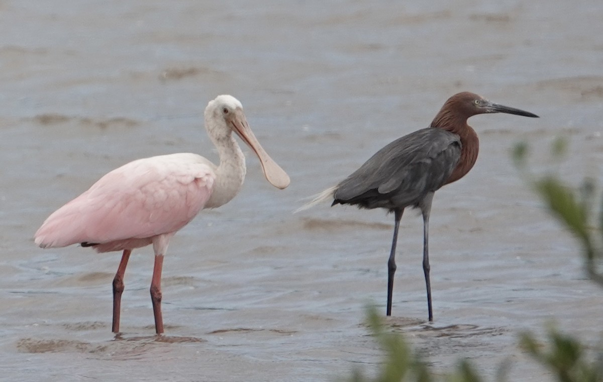 Roseate Spoonbill - ML623527426