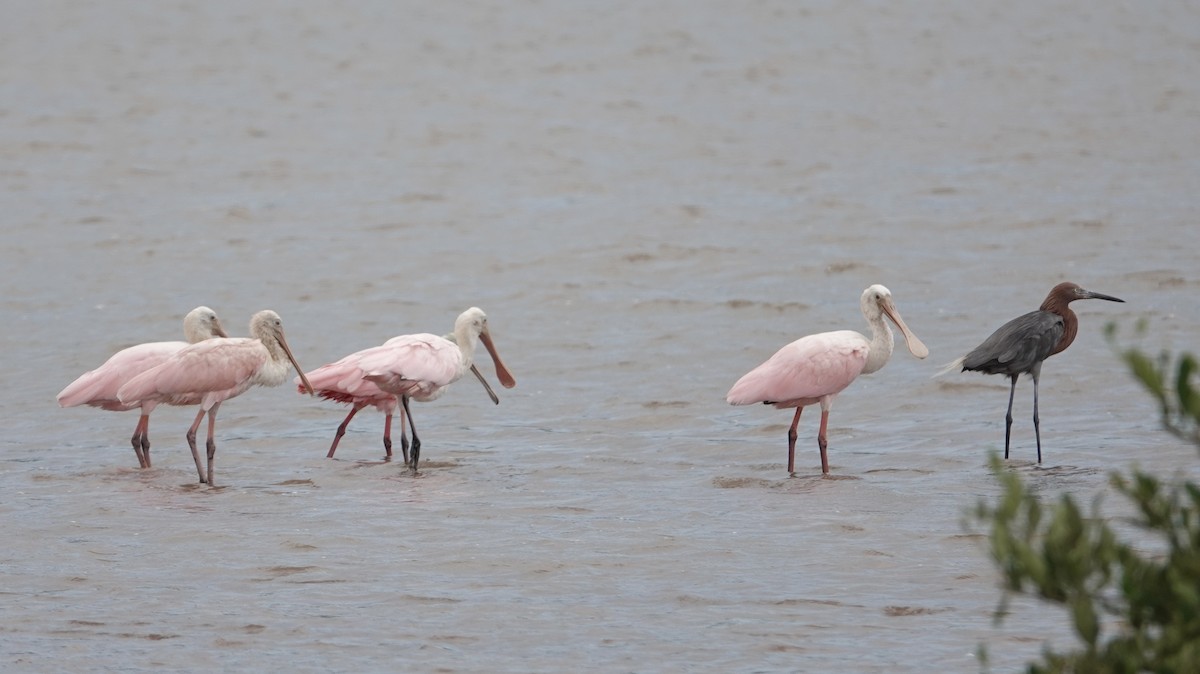 Roseate Spoonbill - ML623527427