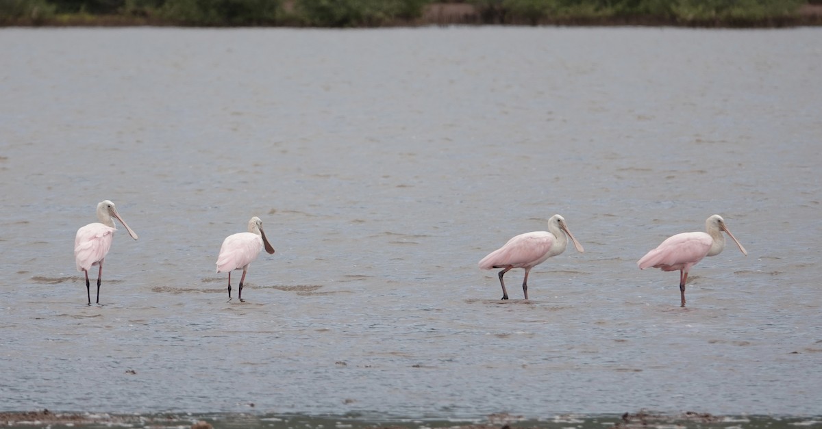 Roseate Spoonbill - Eric Hough