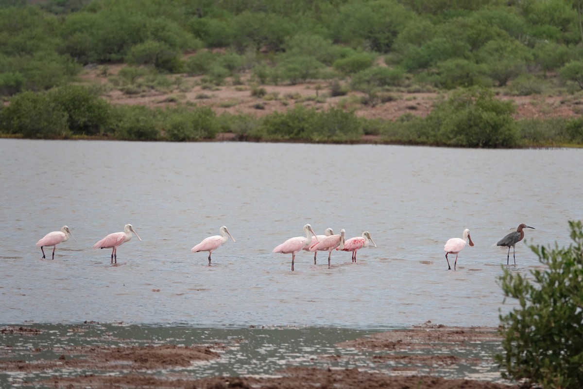 Roseate Spoonbill - ML623527433