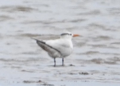 Royal Tern - ML623527495