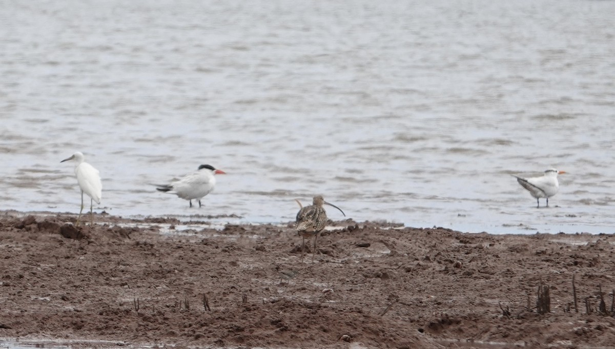 Royal Tern - ML623527496