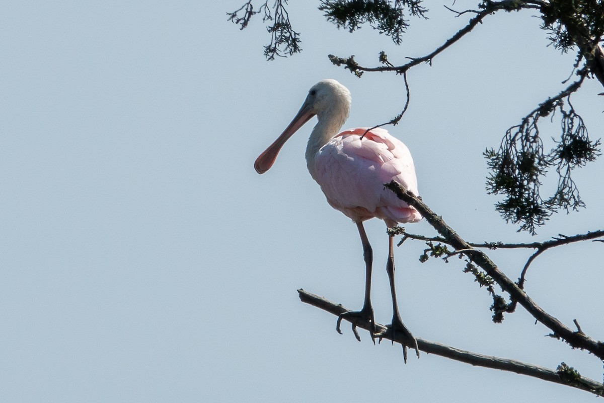 Roseate Spoonbill - ML623527532