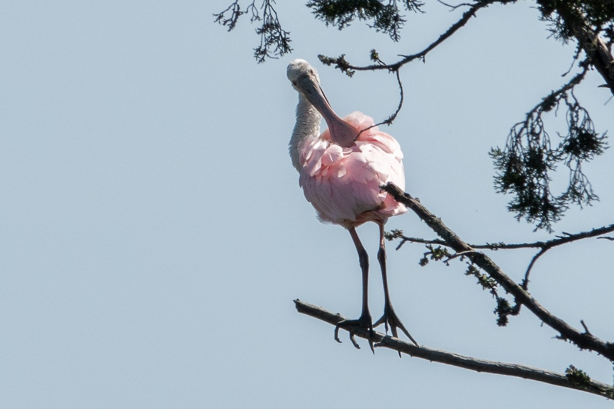 Roseate Spoonbill - ML623527533