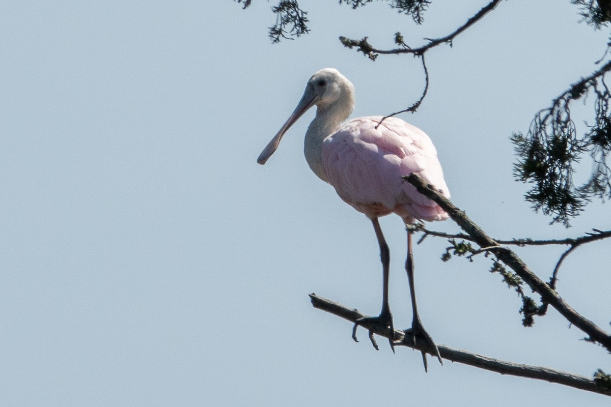 Roseate Spoonbill - ML623527540