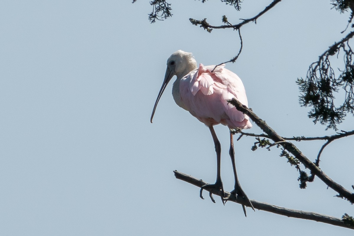 Roseate Spoonbill - ML623527541