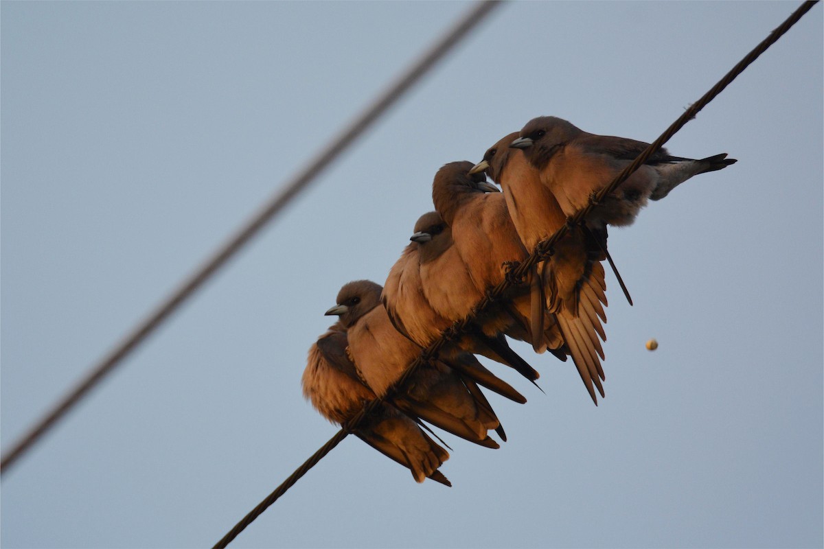 Ashy Woodswallow - ML623527563