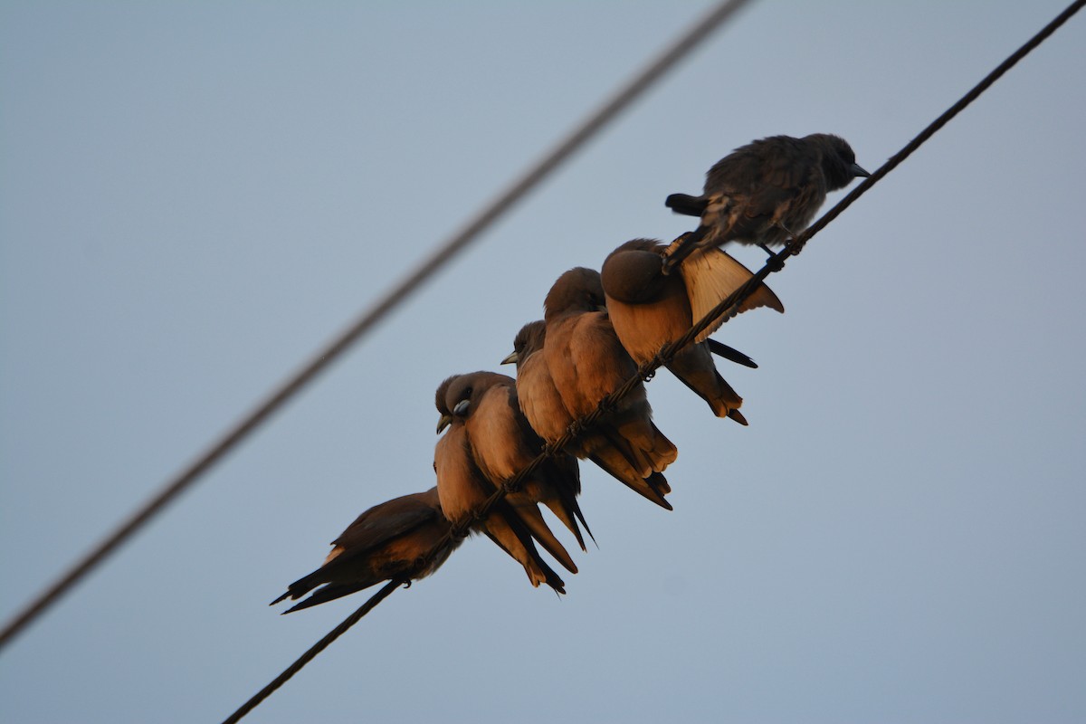 Ashy Woodswallow - Álvaro García Martín